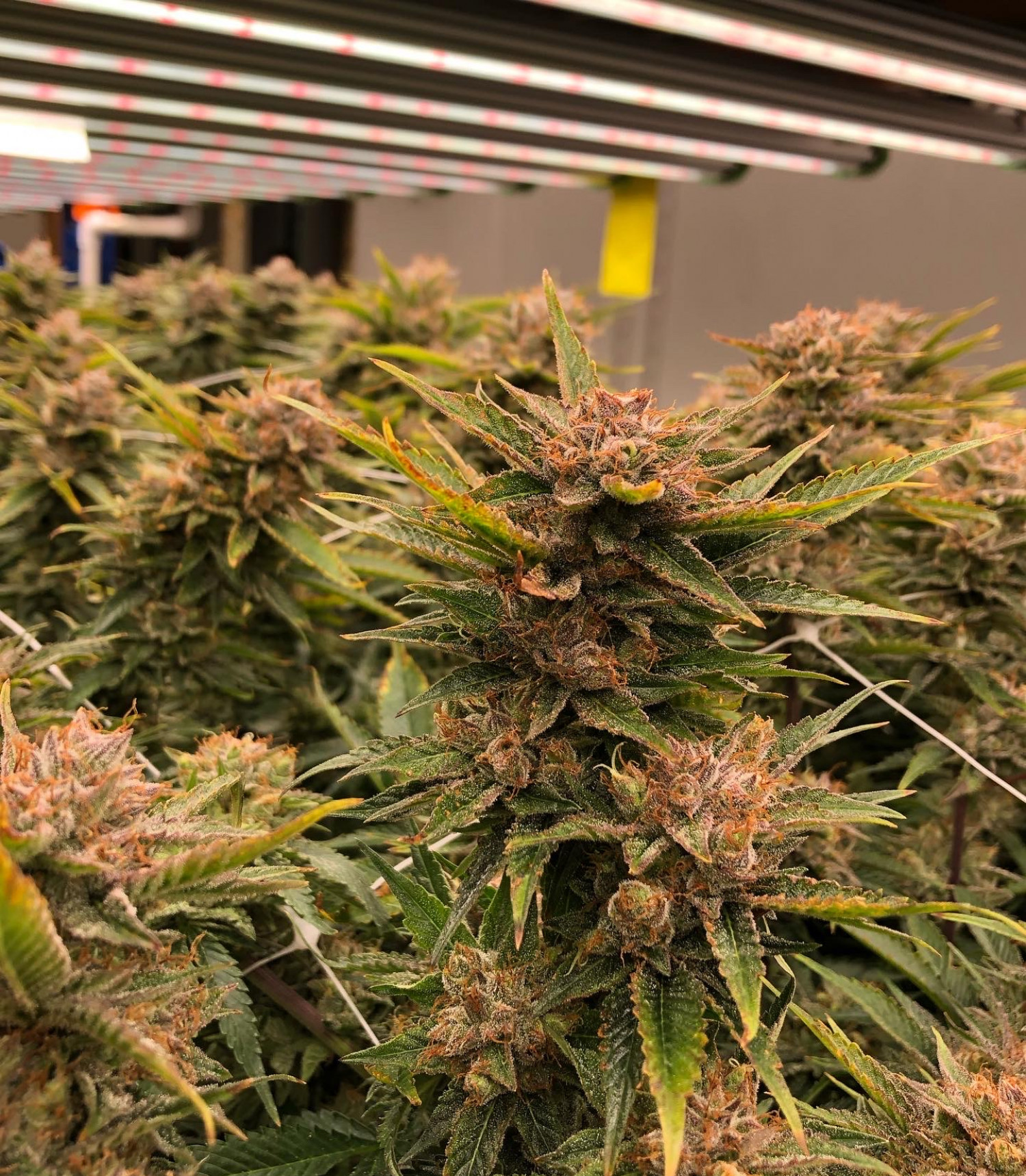 CBD Products Valdosta, GA Good Daze